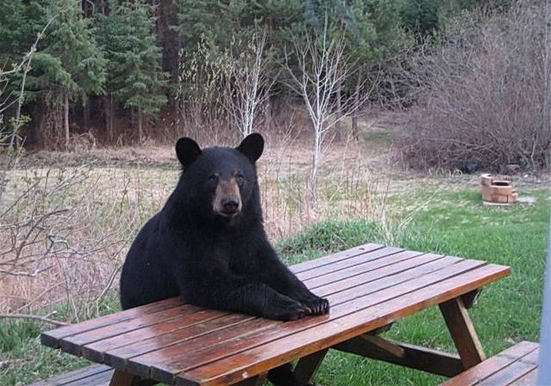Bear on a Wooden Picnic Table